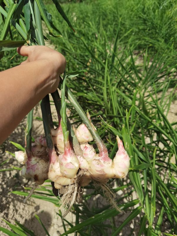 Baby ginger roots