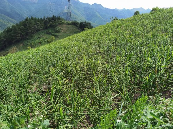 Ginger fields