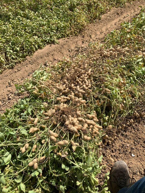 Peanuts harvest